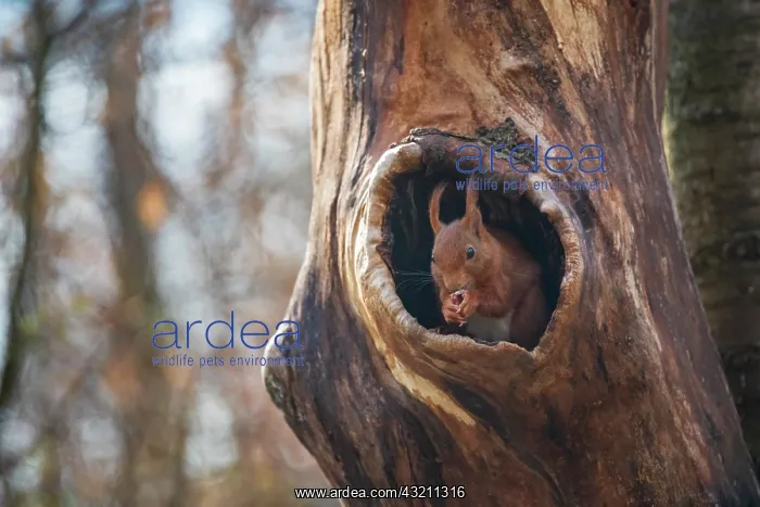 : Red squirrel(Sciurus vulgaris) in a tree trunk in : Red squirrel(Sciurus vulgaris) in a tree trunk in
