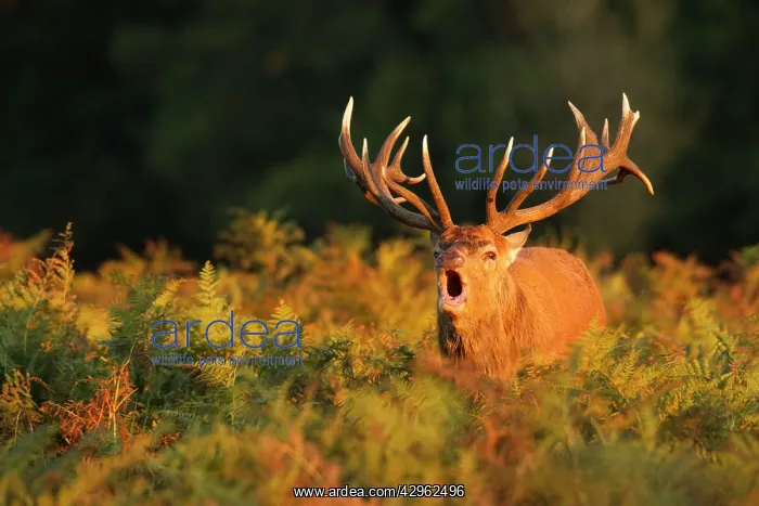 : Red Stag - bellowing during rutting season : Red Stag - bellowing during rutting season