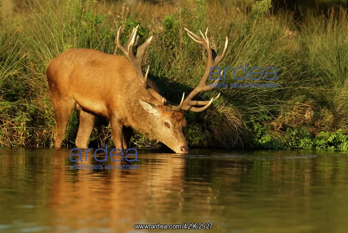 : Red Stag - drinking from waters edge with reflection : Red Stag - drinking from waters edge with reflection