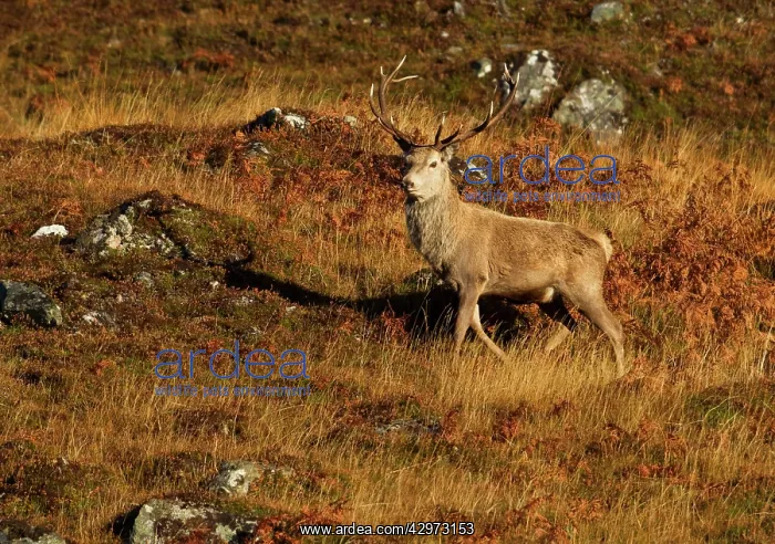 : Red Stag - on mountainside in early morning light : Red Stag - on mountainside in early morning light