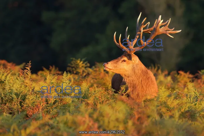: Red Stag - sniffing air during the rut : Red Stag - sniffing air during the rut