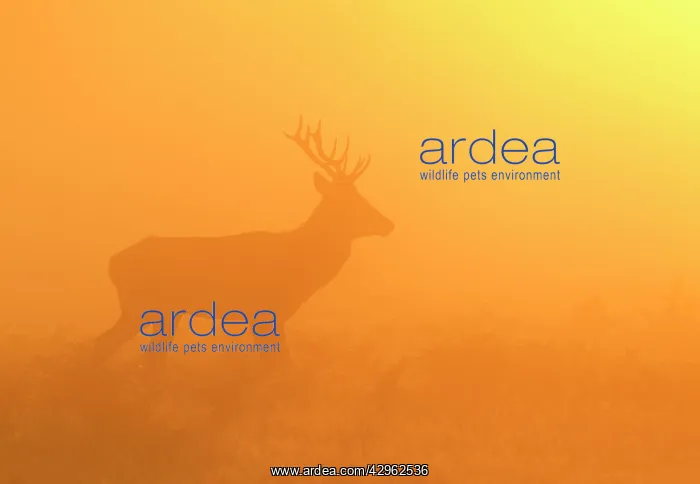 : Red Stag - at sunrise in atmospheric conditions : Red Stag - at sunrise in atmospheric conditions