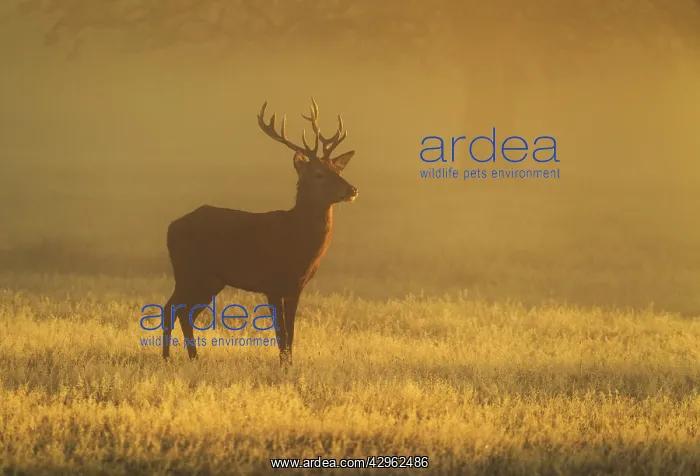 : Red Stag - at sunrise on a beautiful atmospheric morning : Red Stag - at sunrise on a beautiful atmospheric morning
