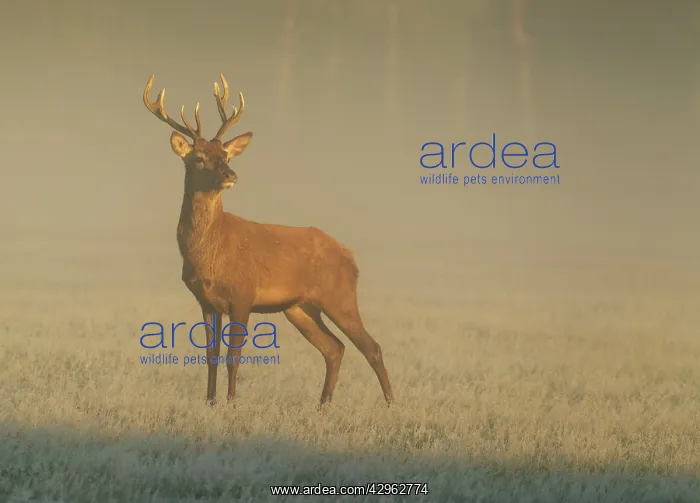 : Red Stag - at sunrise on a beautiful misty morning : Red Stag - at sunrise on a beautiful misty morning