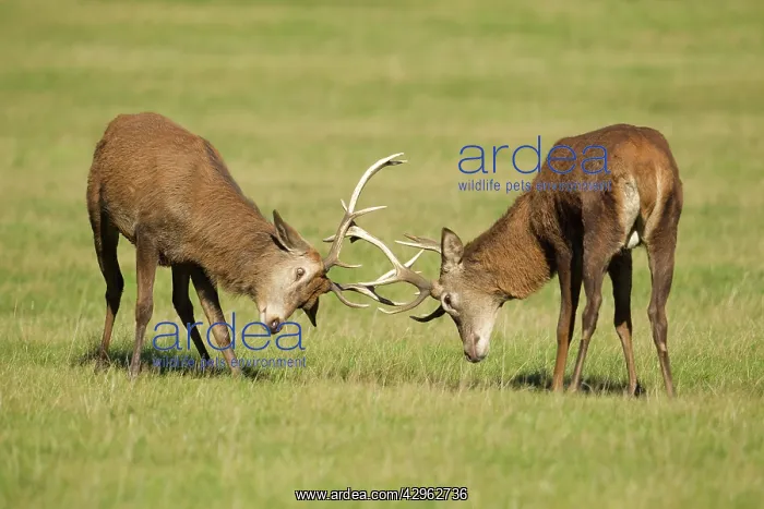 : Red Stags - practicing rutting during the rut season : Red Stags - practicing rutting during the rut season