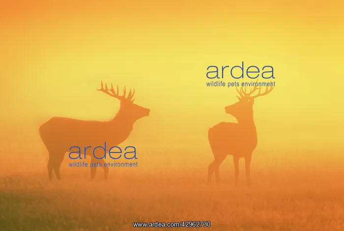 : Red Stags - at sunrise in atmospheric conditions : Red Stags - at sunrise in atmospheric conditions