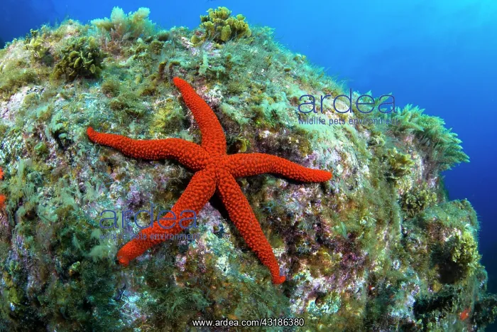 : Red starfish (Echinaster sepositus) on the bottom : Red starfish (Echinaster sepositus) on the bottom