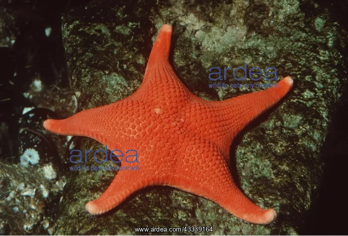 : Red STARFISH - on rock : Red STARFISH - on rock