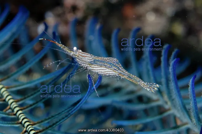 : Red-stripe Hydroid Shrimp - Wreck Slope dive site : Red-stripe Hydroid Shrimp - Wreck Slope dive site