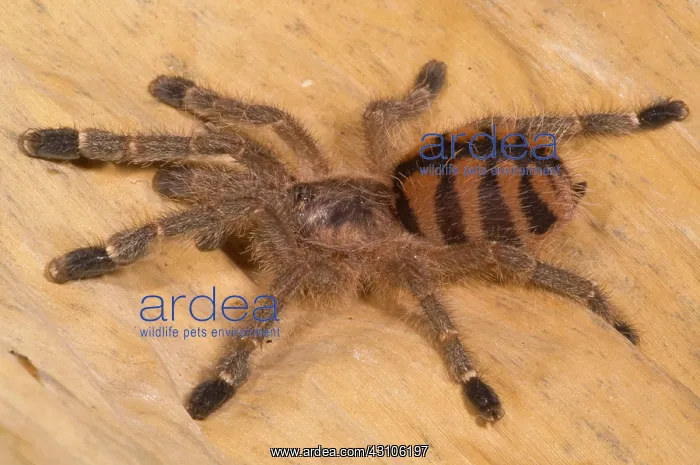 : Red Stripe Pink Toe Tarantula : Red Stripe Pink Toe Tarantula