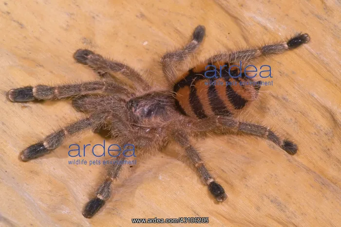 : Red Stripe Pink Toe Tarantula : Red Stripe Pink Toe Tarantula