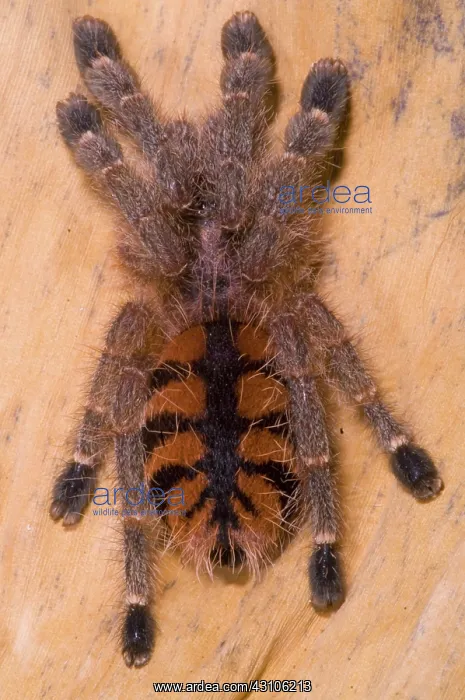 : Red Stripe Pink Toe Tarantula : Red Stripe Pink Toe Tarantula