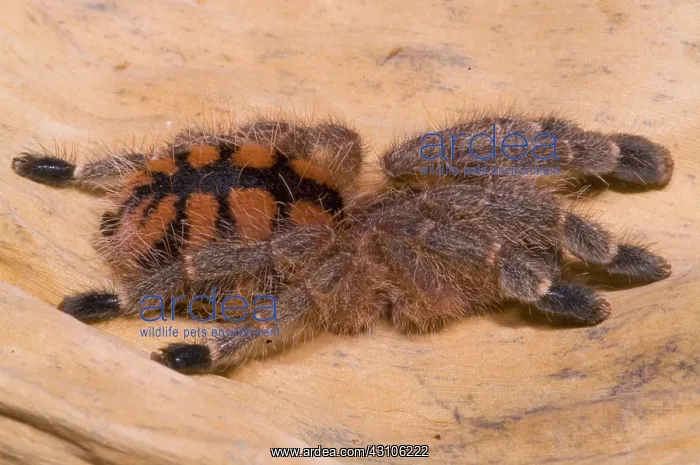 : Red Stripe Pink Toe Tarantula : Red Stripe Pink Toe Tarantula