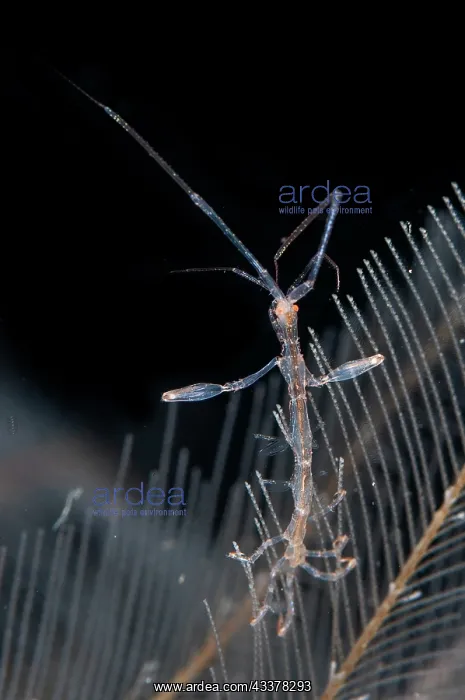 : Red-stripe Skeleton Shrimp : Red-stripe Skeleton Shrimp