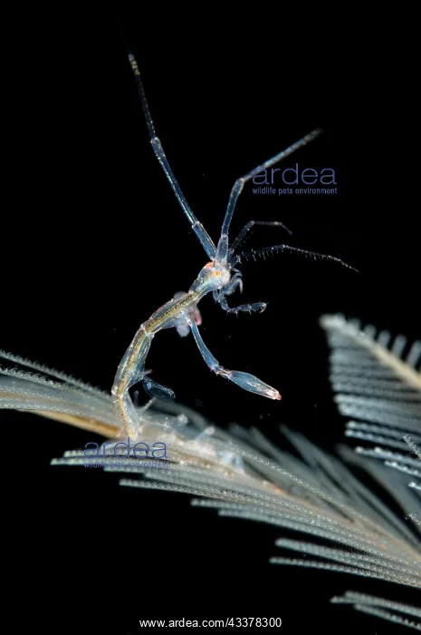 : Red-stripe Skeleton Shrimp : Red-stripe Skeleton Shrimp