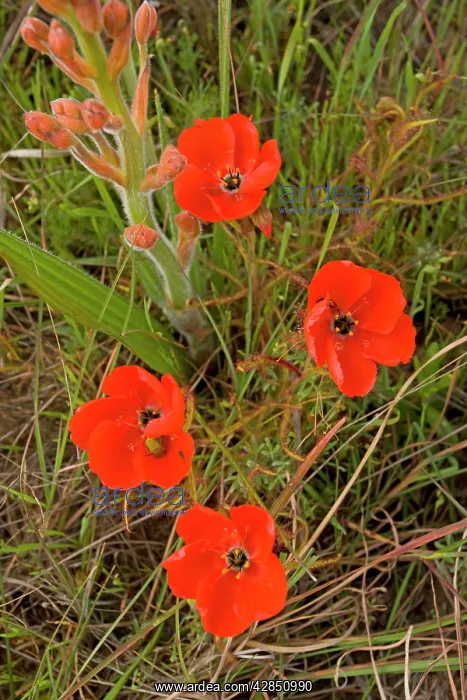 : Red Sundew : Red Sundew
