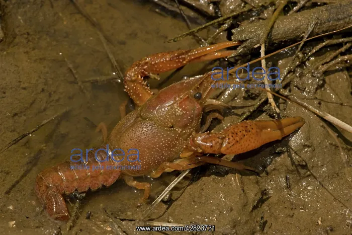 : Red Swamp Crawfish (Crayfish) : Red Swamp Crawfish (Crayfish)