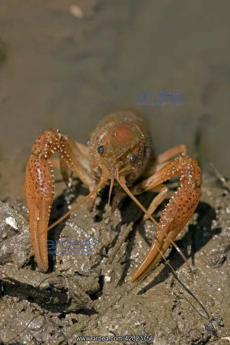 : Red Swamp Crawfish (Crayfish) : Red Swamp Crawfish (Crayfish)