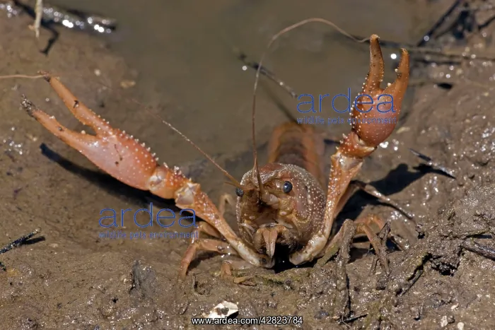 : Red Swamp Crawfish (Crayfish) : Red Swamp Crawfish (Crayfish)