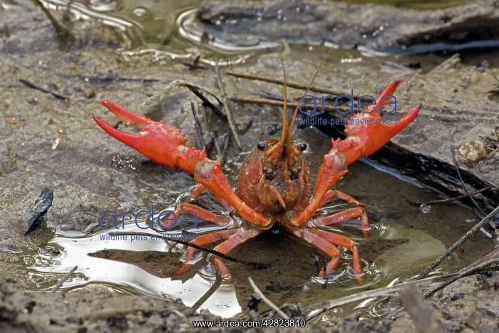 : Red Swamp Crawfish (Crayfish) : Red Swamp Crawfish (Crayfish)