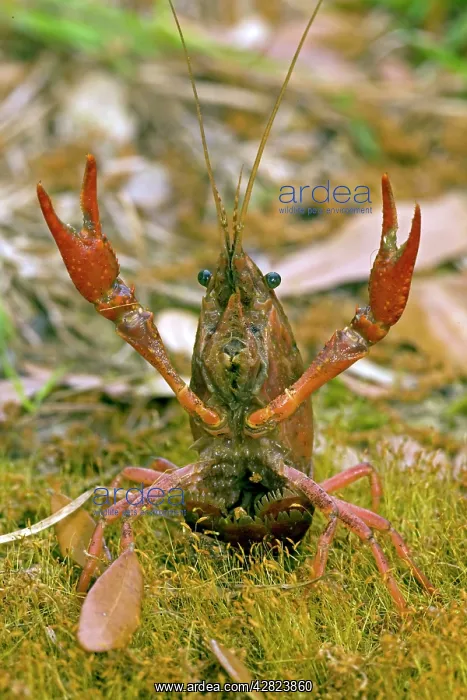 : Red Swamp Crawfish (Crayfish) - defensive display : Red Swamp Crawfish (Crayfish) - defensive display