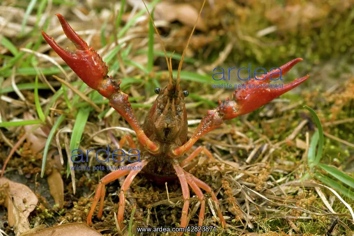 : Red Swamp Crawfish (Crayfish) - defensive display : Red Swamp Crawfish (Crayfish) - defensive display