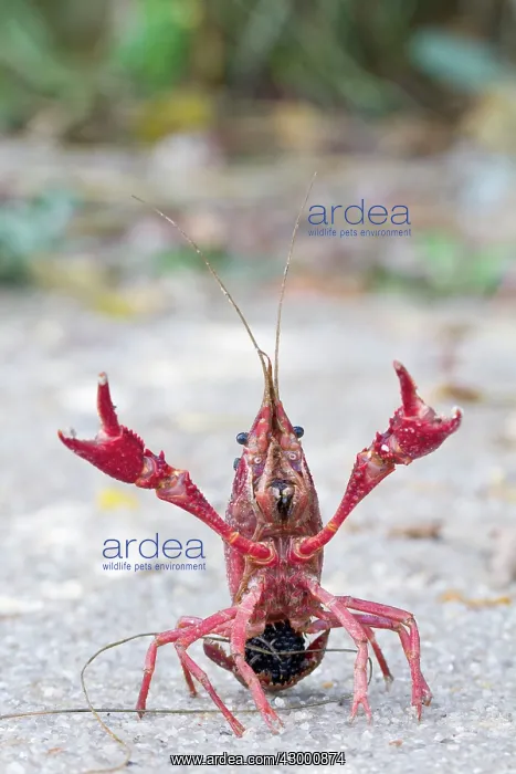 : Red Swamp Crayfish : Red Swamp Crayfish