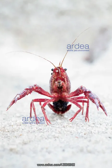 : Red Swamp Crayfish : Red Swamp Crayfish