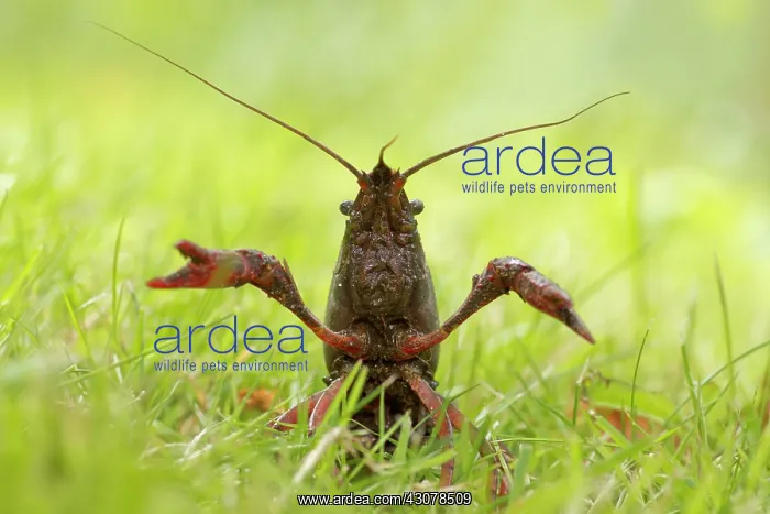 : Red Swamp Crayfish : Red Swamp Crayfish