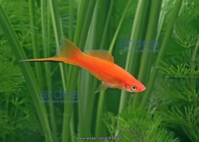 : Red swordtail - male side view : Red swordtail - male side view