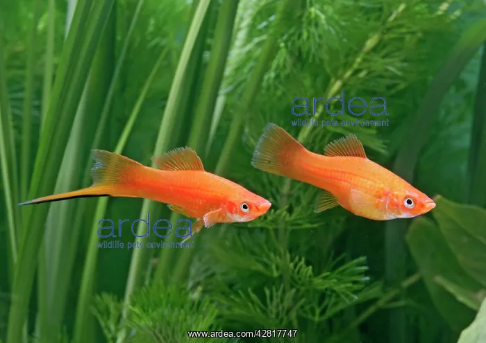 : Red swordtail - pair side view : Red swordtail - pair side view