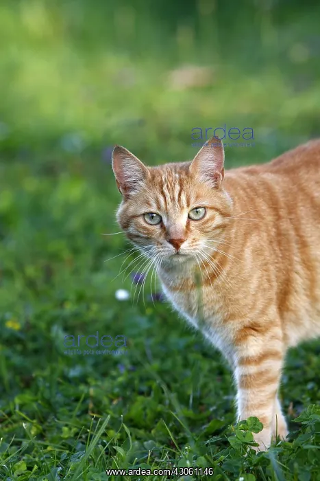 : Red tabby cat in grass Alsace France : Red tabby cat in grass Alsace France