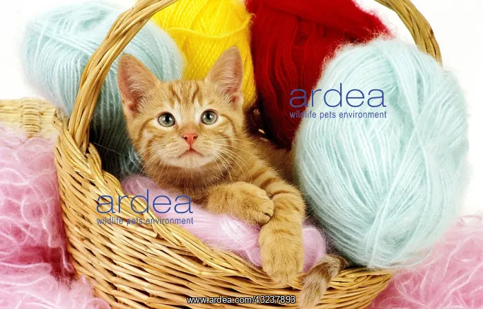 : Red Tabby Domestic Cat, Kitten laying in Basket : Red Tabby Domestic Cat, Kitten laying in Basket