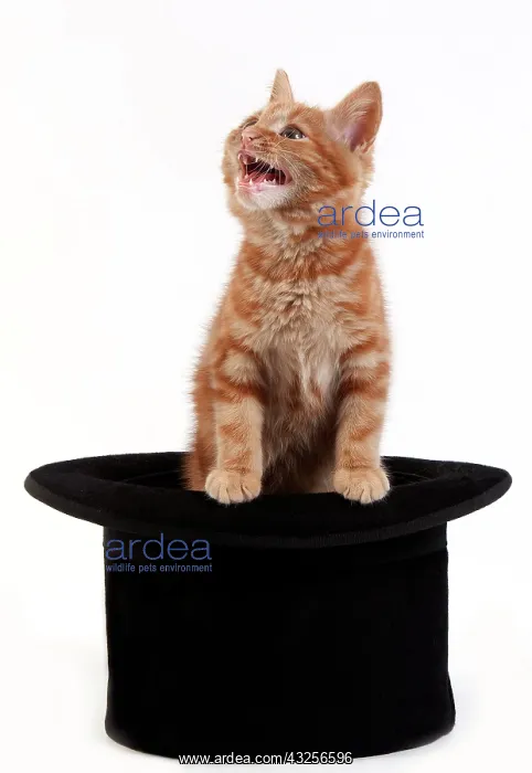 : Red Tabby Domestic Cat, Kitten playing in Hat against : Red Tabby Domestic Cat, Kitten playing in Hat against