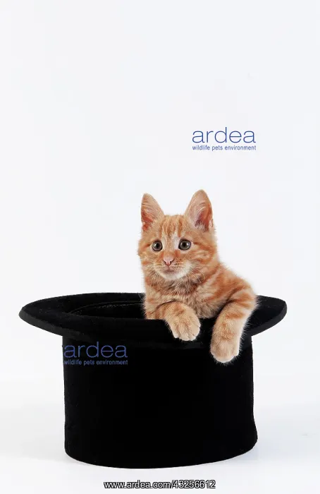 : Red Tabby Domestic Cat, Kitten playing in Hat against : Red Tabby Domestic Cat, Kitten playing in Hat against