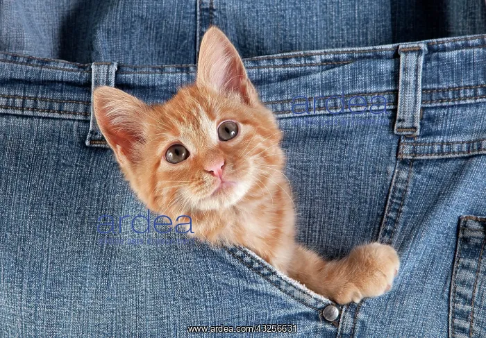 : Red Tabby Domestic Cat, Kitten playing in Jeans Pocket : Red Tabby Domestic Cat, Kitten playing in Jeans Pocket