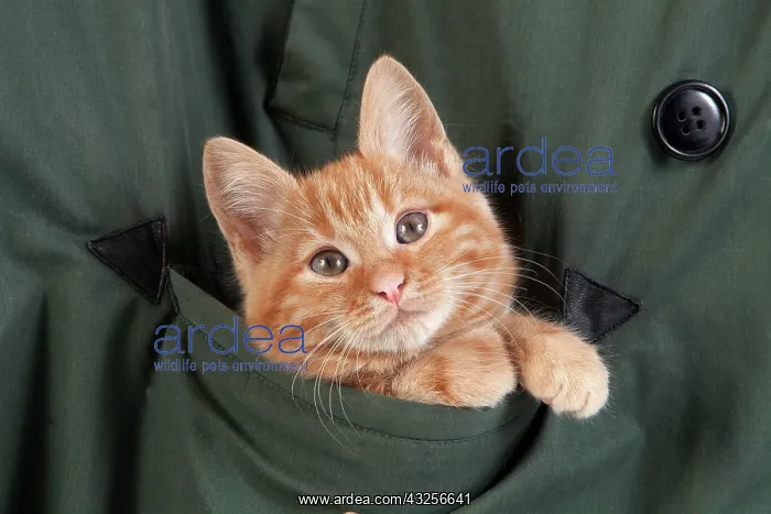 : Red Tabby Domestic Cat, Kitten playing in Pocket : Red Tabby Domestic Cat, Kitten playing in Pocket