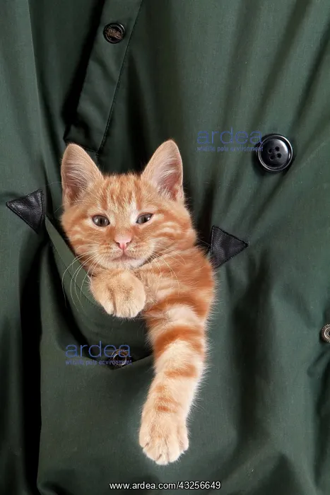 : Red Tabby Domestic Cat, Kitten playing in Pocket : Red Tabby Domestic Cat, Kitten playing in Pocket