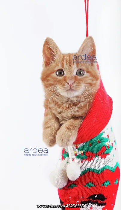  : Red Tabby Domestic Cat, Kitten standing in Christmas Sock