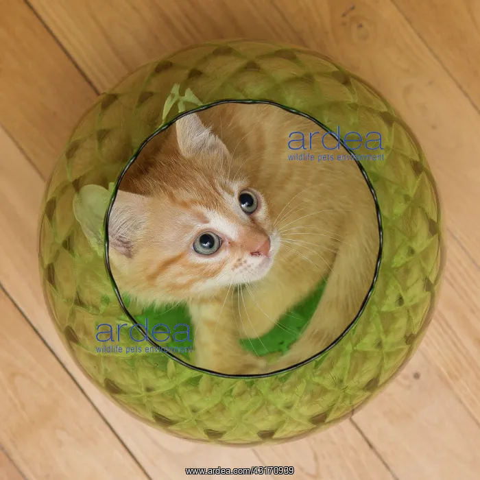 : Red tabby kitten in a glass : Red tabby kitten in a glass