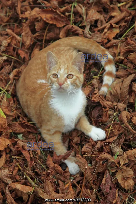 : Red tabby kitten lying in dead leaves - France : Red tabby kitten lying in dead leaves - France
