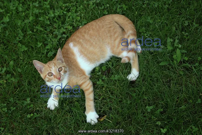 : Red tabby kitten lying in the grass - France : Red tabby kitten lying in the grass - France