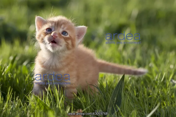 : Red tabby kitten mewing in the grass France : Red tabby kitten mewing in the grass France