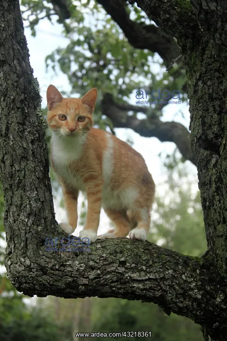 : Red tabby kitten in a tree - France : Red tabby kitten in a tree - France