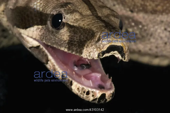 : Red-tail Boa Constrictor : Red-tail Boa Constrictor
