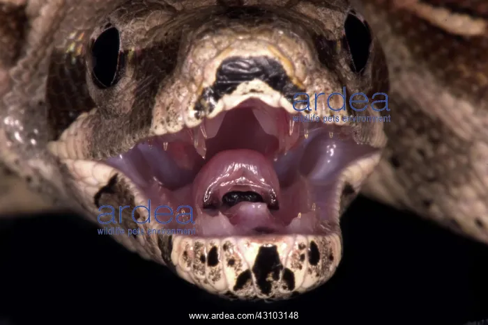 : Red-tail Boa Constrictor : Red-tail Boa Constrictor