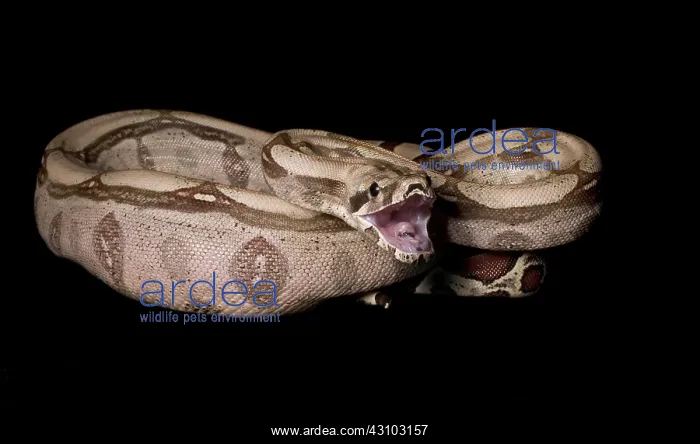 : Red-tail Boa Constrictor : Red-tail Boa Constrictor