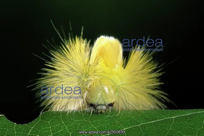 : Red Tail Moth - head of a caterpillar spike with : Red Tail Moth - head of a caterpillar spike with