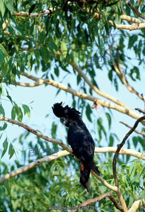 : Red-tailed Black Cockatoo : Red-tailed Black Cockatoo
