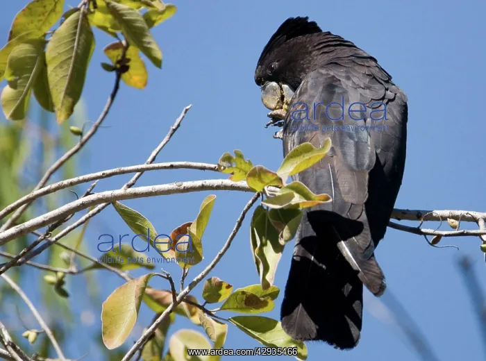: Red-tailed Black-Cockatoo : Red-tailed Black-Cockatoo